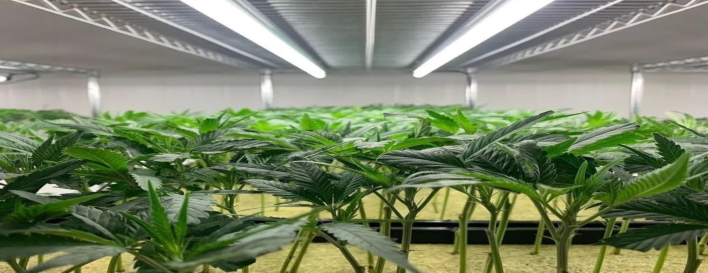 Premium Cannabis Clones - HLVD Tested Genetics