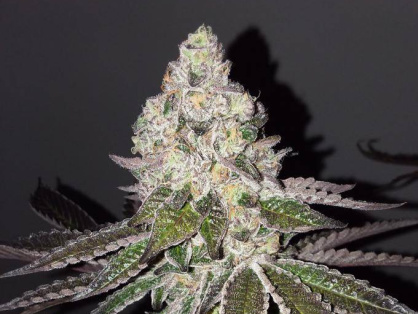 Gelato Cannabis Clone
