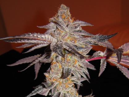 Girl Scout Cookies Cannabis Clone