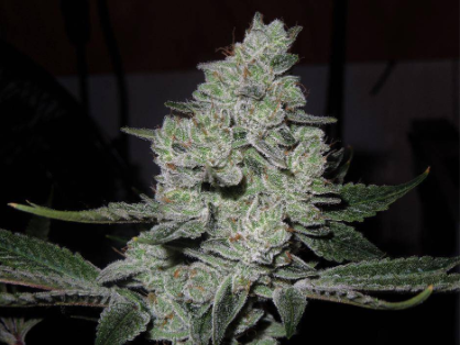 Gorilla Glue #4 Cannabis Clone