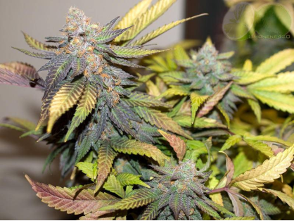 Granddaddy Purple Cannabis Clone