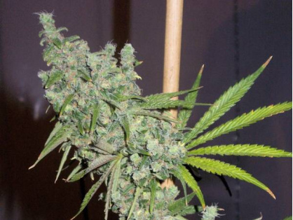 Trainwreck Cannabis Clone
